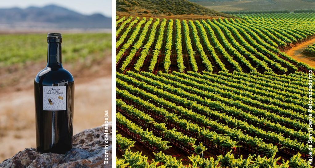 valles vitivinicolas: ojos negros y san vicente