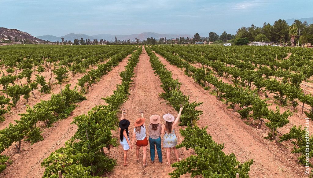 dia del vino mexicano @bibayofoficial